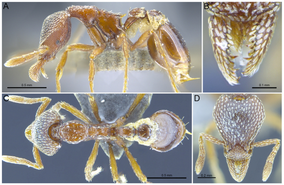 Profile (top left), mandibular (top right), dorsal (bottom left) and head (bottom right) views of Strumigenys nathistorisoc, one of the three new ant species described from Hong Kong for the first time.  (photo credit：The University of Hong Kong)